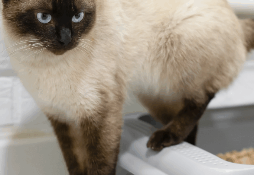 Chat qui fait pipi partout - Vétérinaire à Saint Gély du Fesc