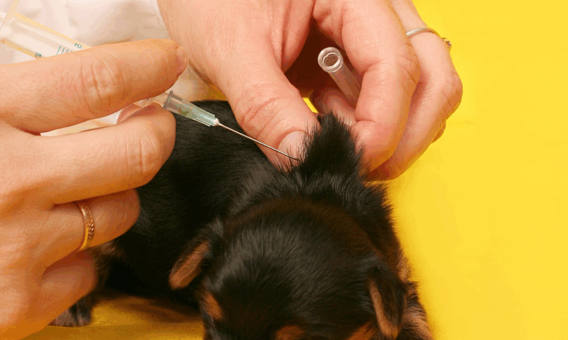 Premier vaccin chiot - V&eacute;t&eacute;rinaire Saint Mathieu de Tr&eacute;viers, C&eacute;line Dujardin
