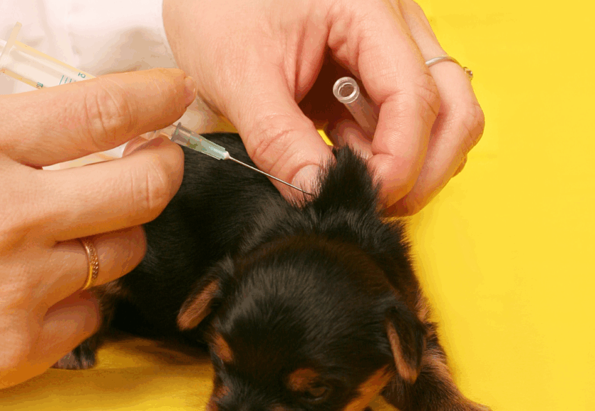 Premier vaccin chiot - Vétérinaire Saint Mathieu de Tréviers, Céline Dujardin
