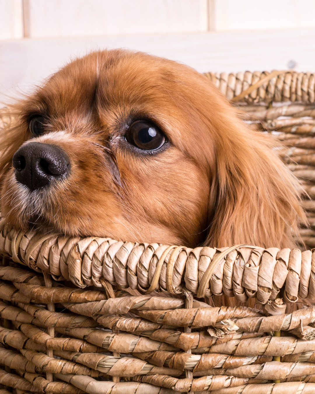 Accueillir un chiot à la maison - Nos conseils, vétérinaire à Saint Mathieu de Tréviers, Céline Dujardin