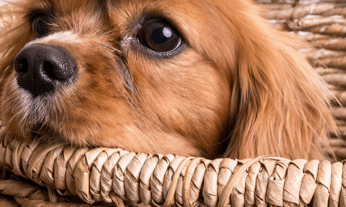 Accueillir un chiot &agrave; la maison - Nos conseils, v&eacute;t&eacute;rinaire &agrave; Saint Mathieu de Tr&eacute;viers, C&eacute;line Dujardin