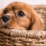 Comment bien accueillir un chiot à la maison pour ses premiers jours ?