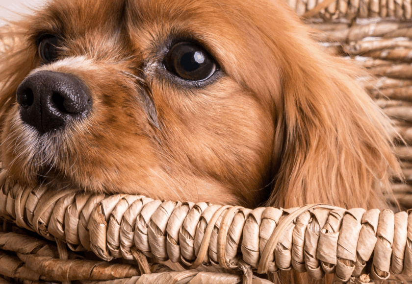Accueillir un chiot à la maison - Nos conseils, vétérinaire à Saint Mathieu de Tréviers, Céline Dujardin