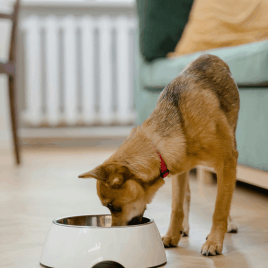 Alimentation d'un chiot - nos conseils d'une vétérinaire à Saint Mathieu de Tréviers