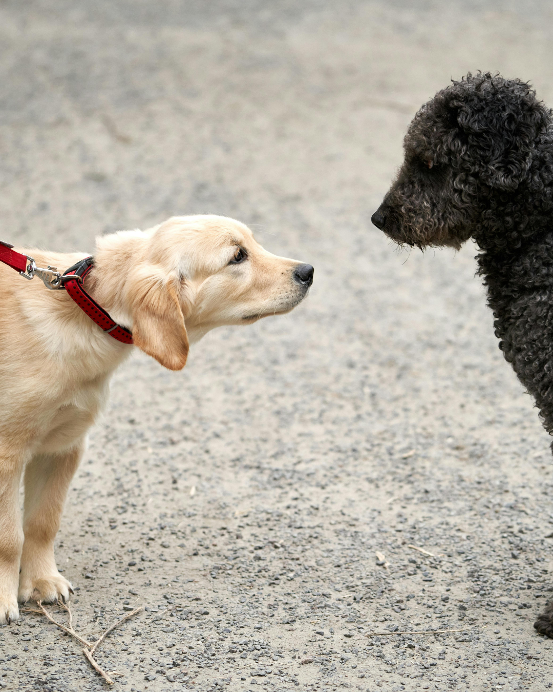 Socialisation d'un chiot - nos conseils d"une vétérinaire à Saint Mathieu de Tréviers
