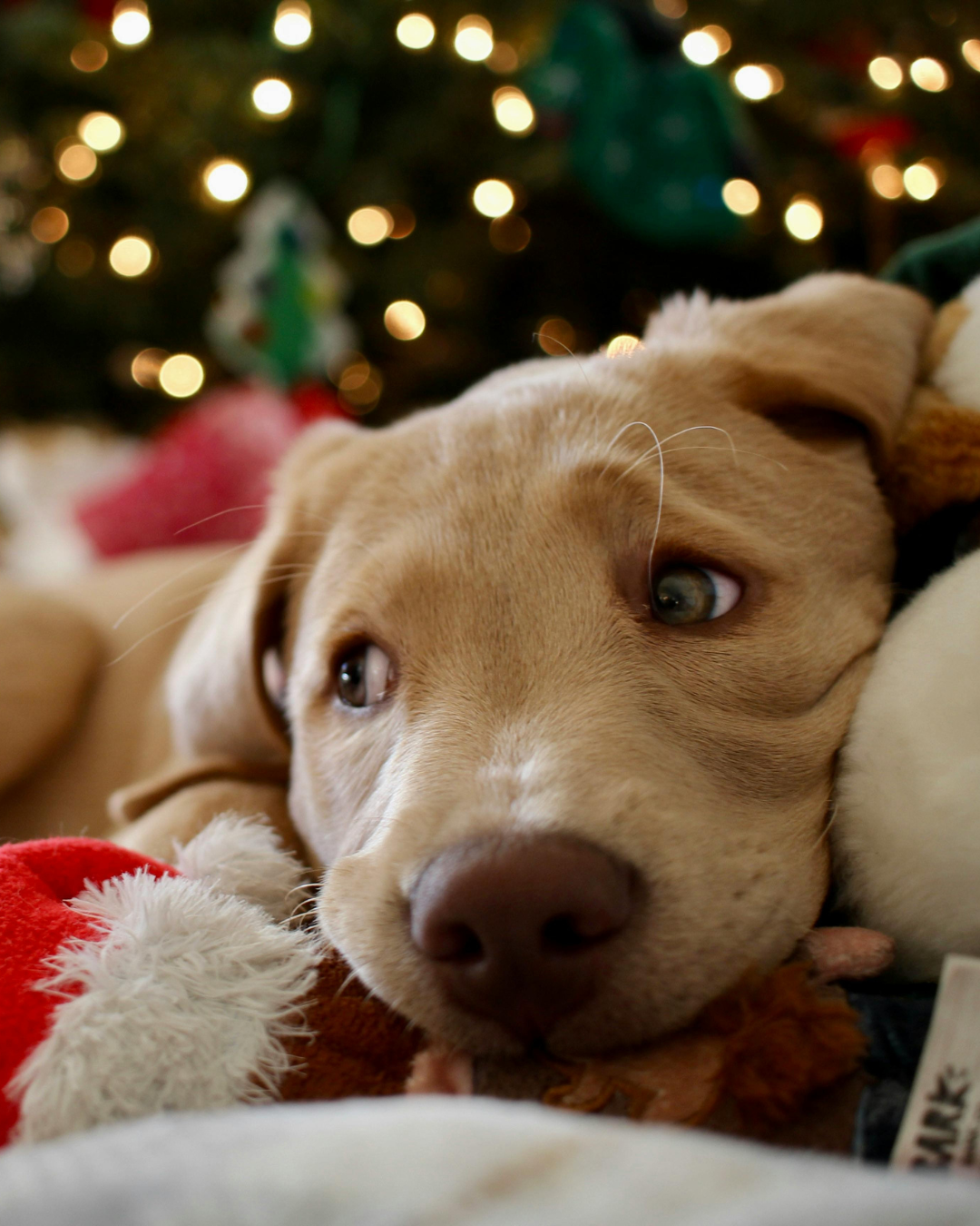 Offrir un chien &agrave; No&euml;l, nos conseils - v&eacute;t&eacute;rinaire &agrave; Saint-Mathieu-de-Tr&eacute;viers