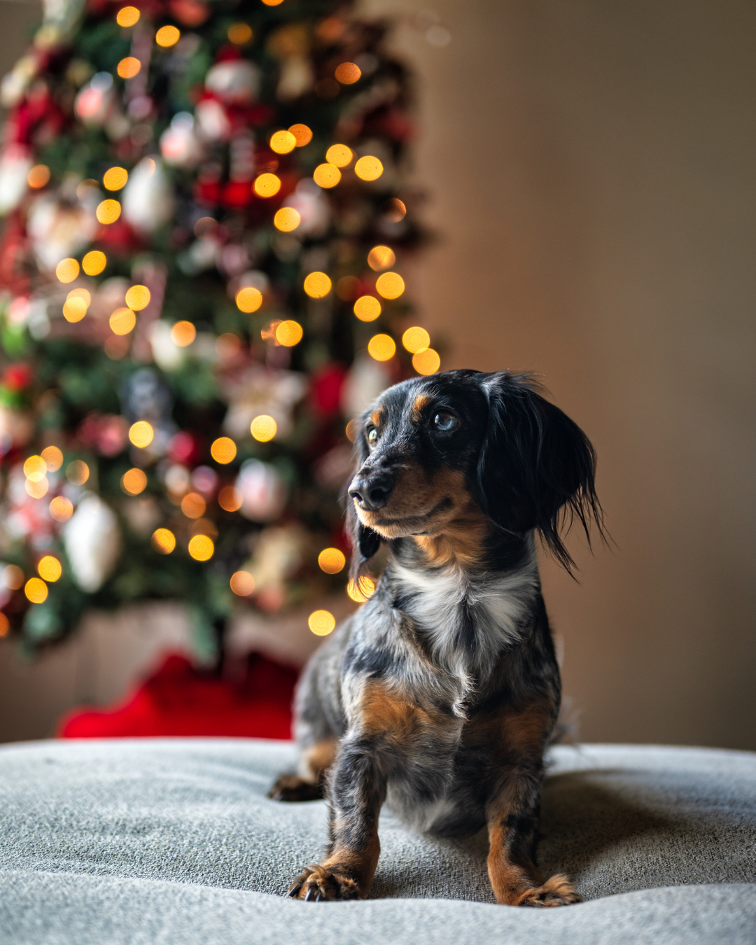 Offrir un chien à Noel - Vétérinaire à Saint-Mathieu-de-Tréviers