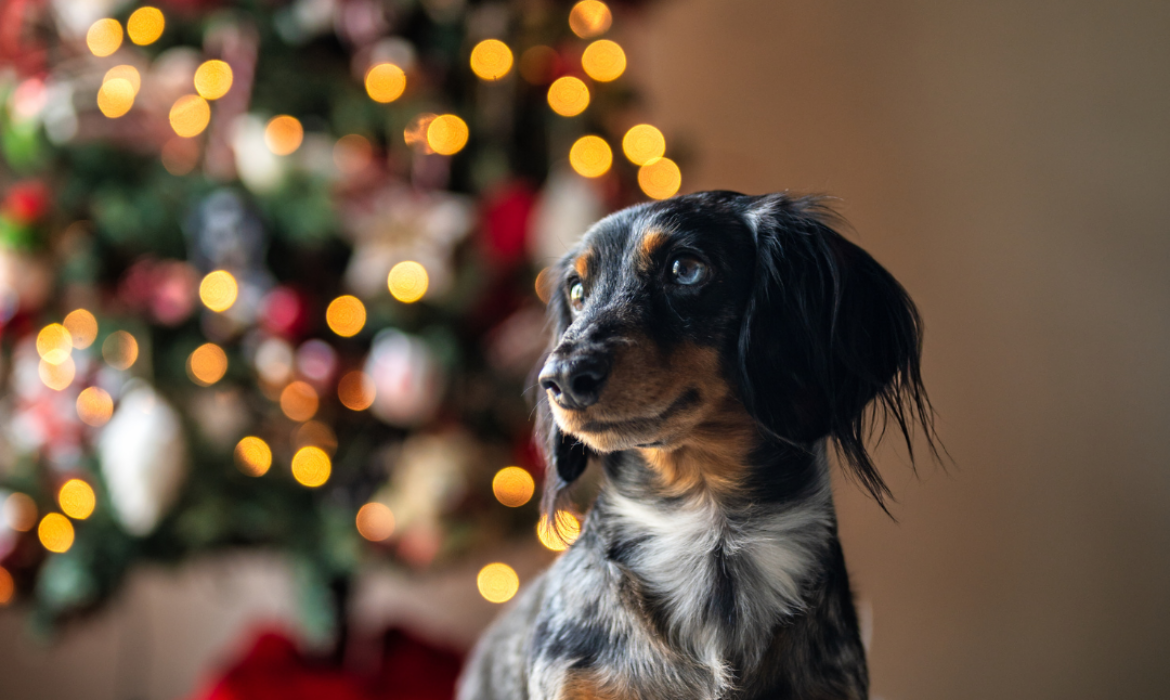 Offrir un chien &agrave; Noel - V&eacute;t&eacute;rinaire &agrave; Saint-Mathieu-de-Tr&eacute;viers