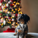 Offrir un chien à Noël : belle idée ou mauvaise décision ?
