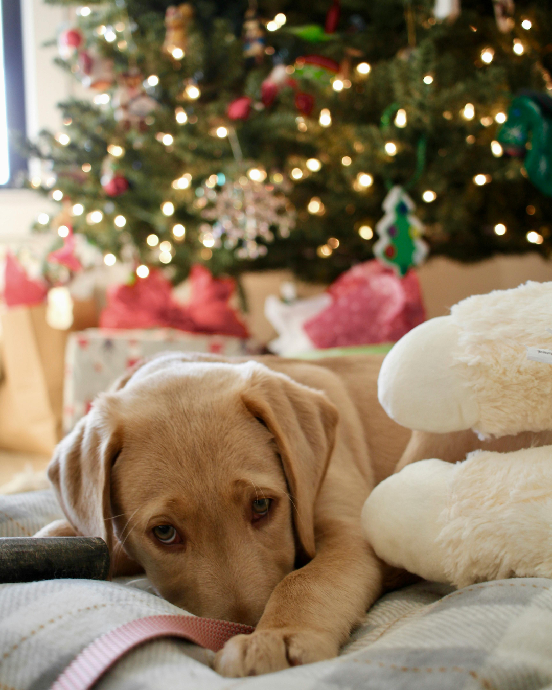 Comment pr&eacute;parer l'arriv&eacute;e d'un chien &agrave; No&euml;l - V&eacute;t&eacute;rinaire dans le nord de montpellier