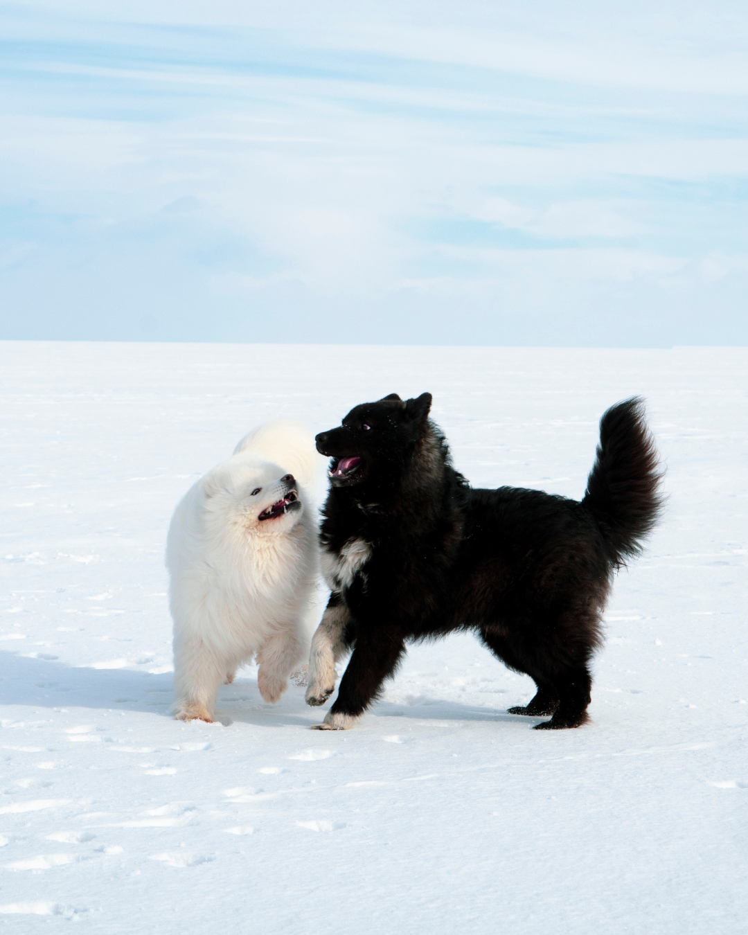 Le froid et les chiens - nos conseils pour votre compagnon
