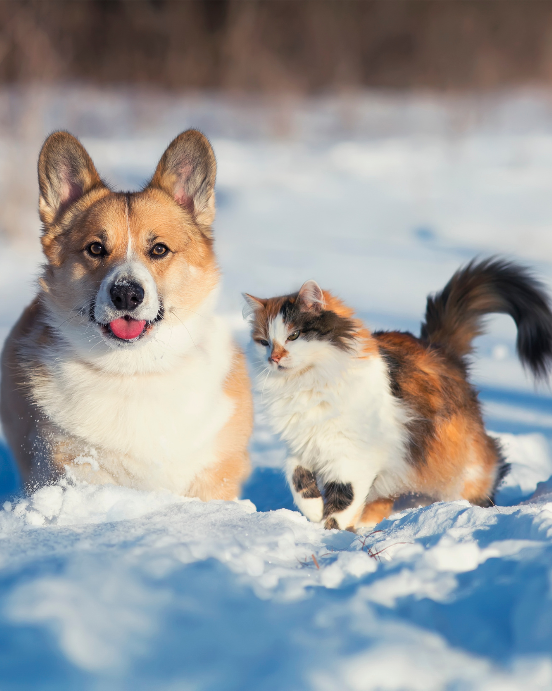 Le froid pour les chiens et les chats - conseils de votre vétérinaire à domicile près de Saint-Mathieu-de-Tréviers