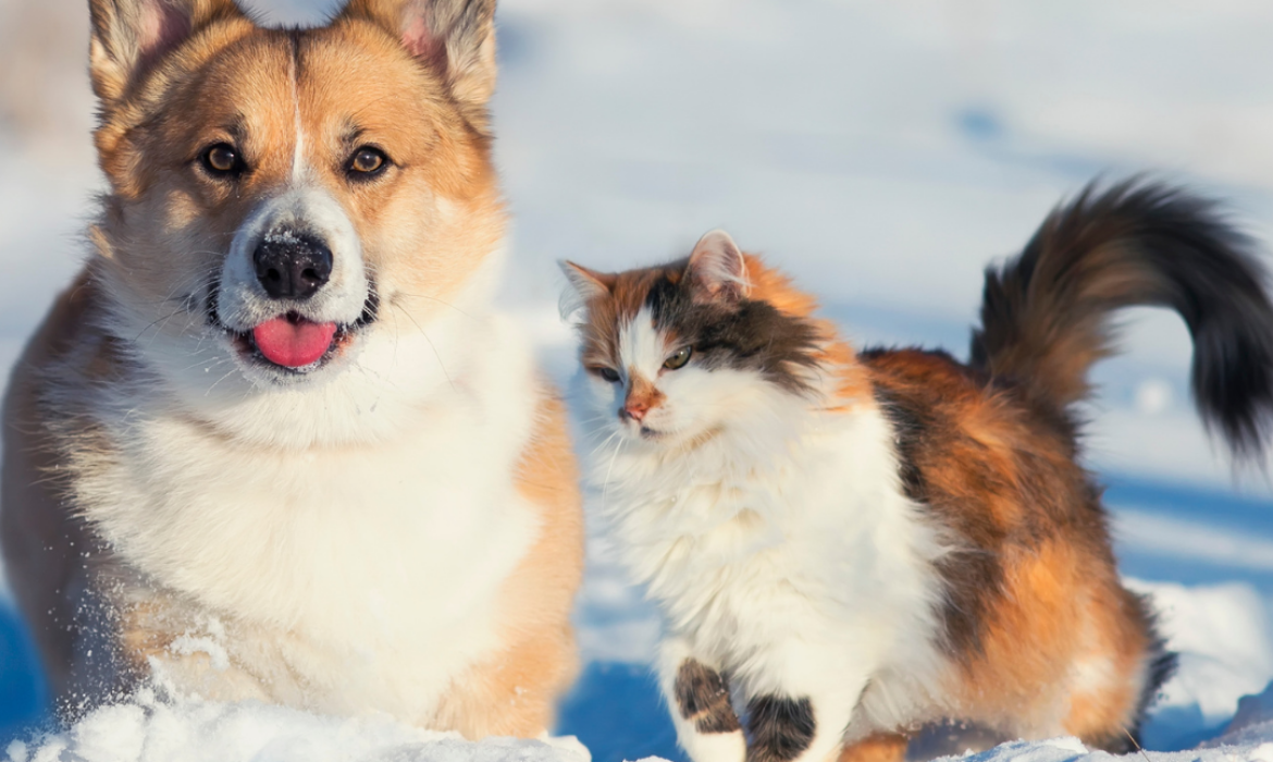 Le froid pour les chiens et les chats - conseils de votre v&eacute;t&eacute;rinaire &agrave; domicile pr&egrave;s de Saint-Mathieu-de-Tr&eacute;viers