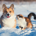 Froid chien et chat : comment les animaux se préparent pour l’hiver