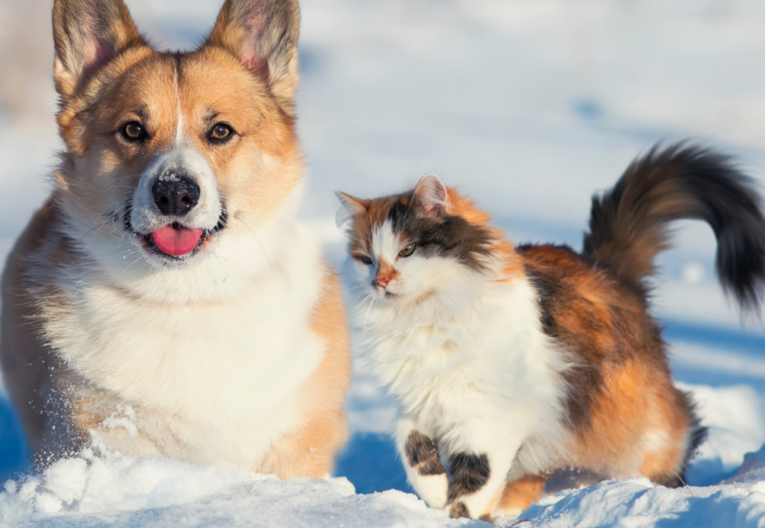 Le froid pour les chiens et les chats - conseils de votre vétérinaire à domicile près de Saint-Mathieu-de-Tréviers