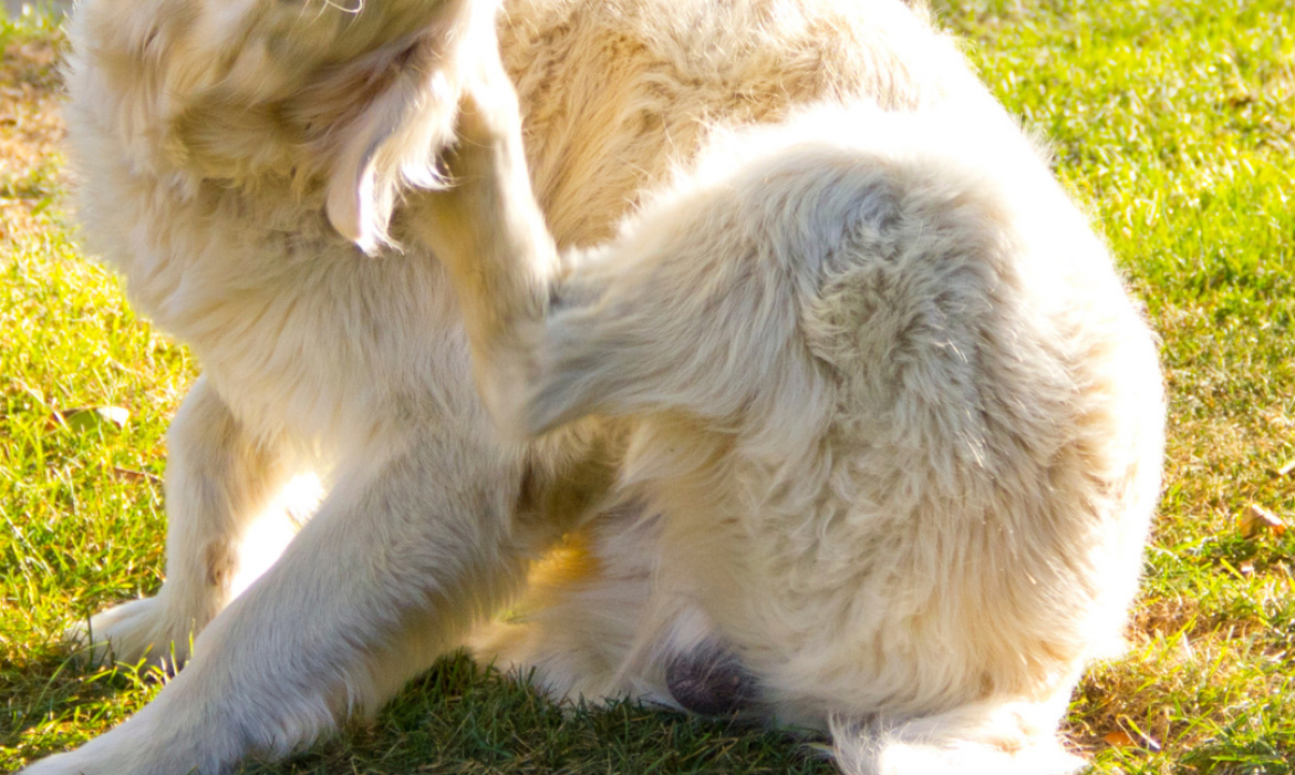 Mon chien se gratte beaucoup, que-faire ?