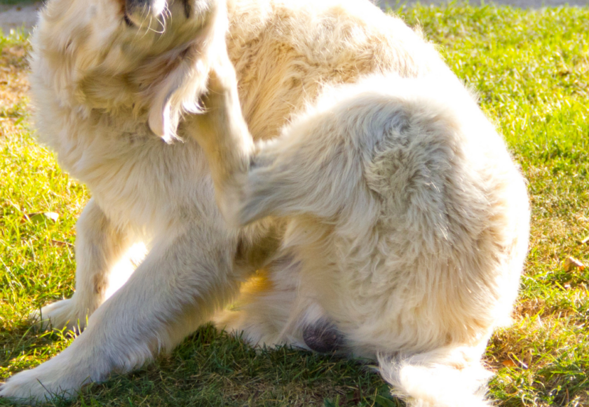 Mon chien se gratte beaucoup, que-faire ?