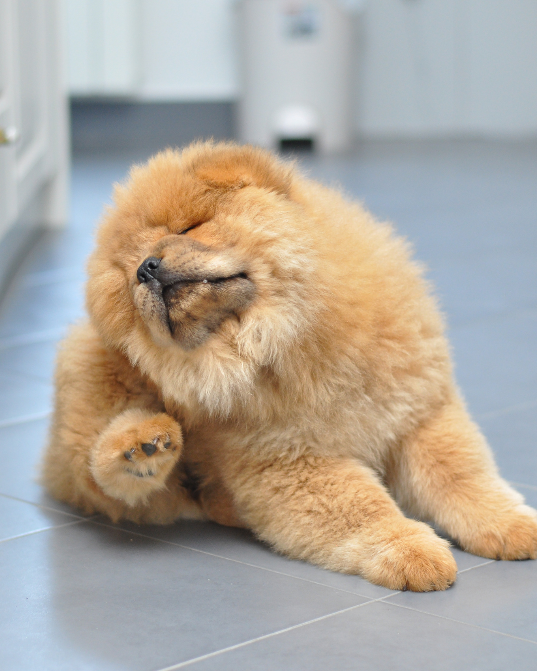 Pourquoi mon chien se gratte beaucoup ?