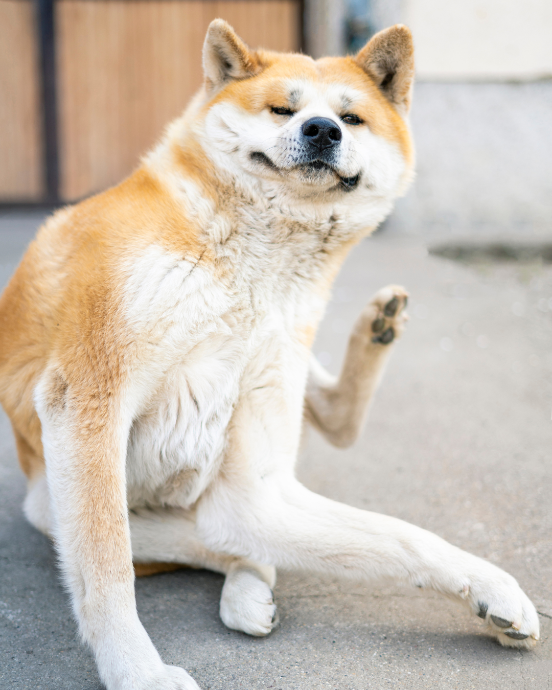 Mon chien se gratte beaucoup, j'ai besoin de conseils