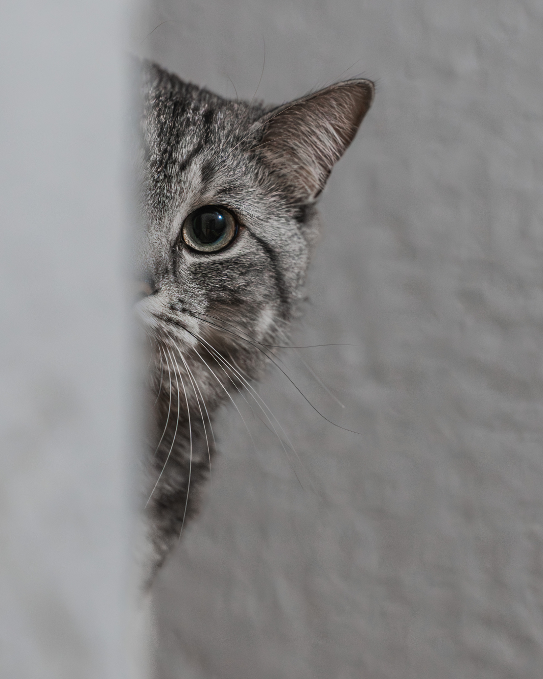 Chat inconnu chez moi - vétérinaire à Montferrier
