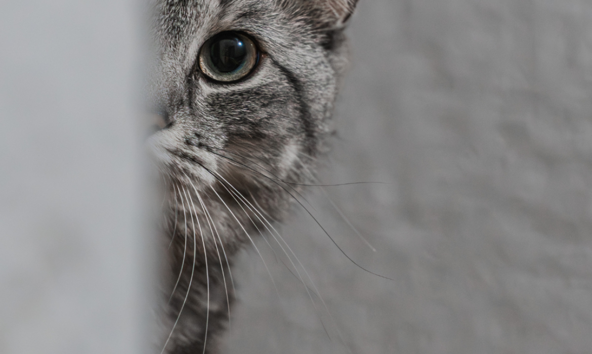 Chat inconnu chez moi - v&eacute;t&eacute;rinaire &agrave; Montferrier