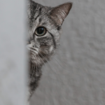 Que faire si un chat inconnu vient chez moi?