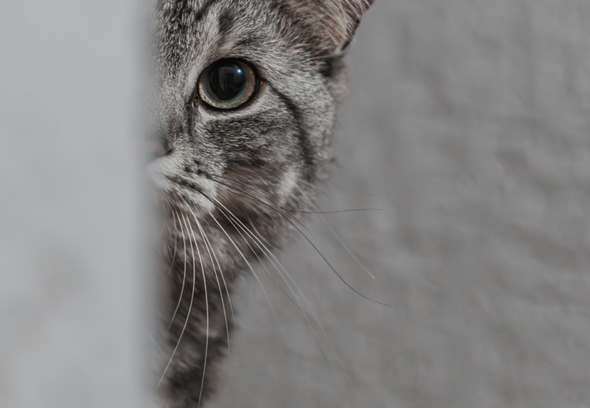 Chat inconnu chez moi - vétérinaire à Montferrier