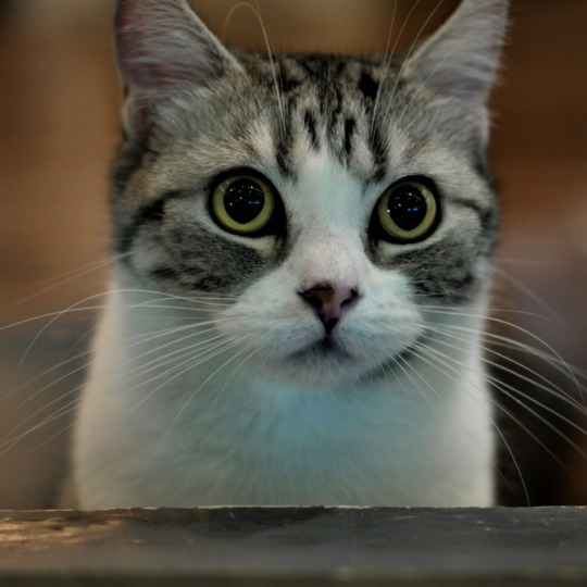 Chat inconnu devant chez moi que faire ?