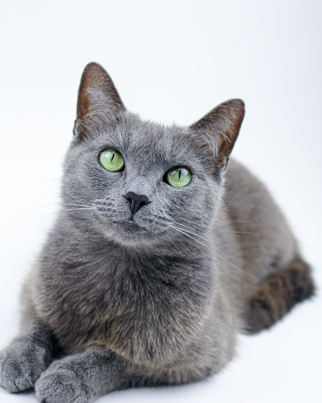 race chat hypoallergénique - conseil vétérinaire montferrier