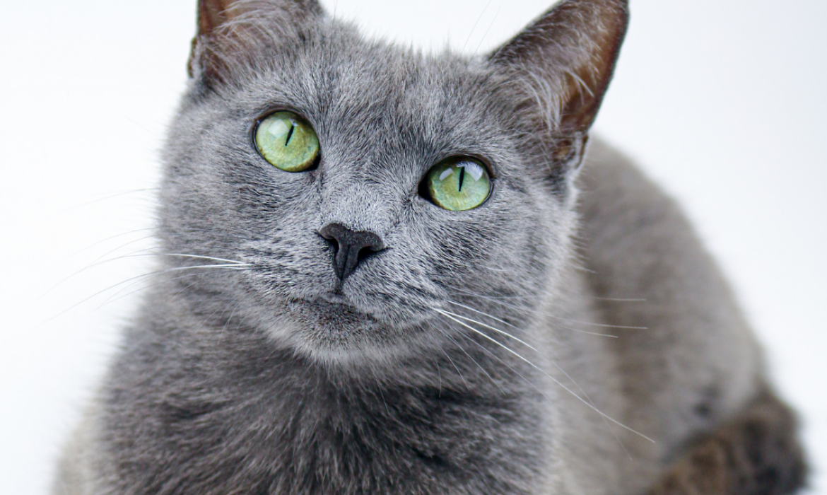 race chat hypoallerg&eacute;nique - conseil v&eacute;t&eacute;rinaire montferrier