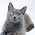 Races de chats hypoallergéniques : mythe ou réalité ?