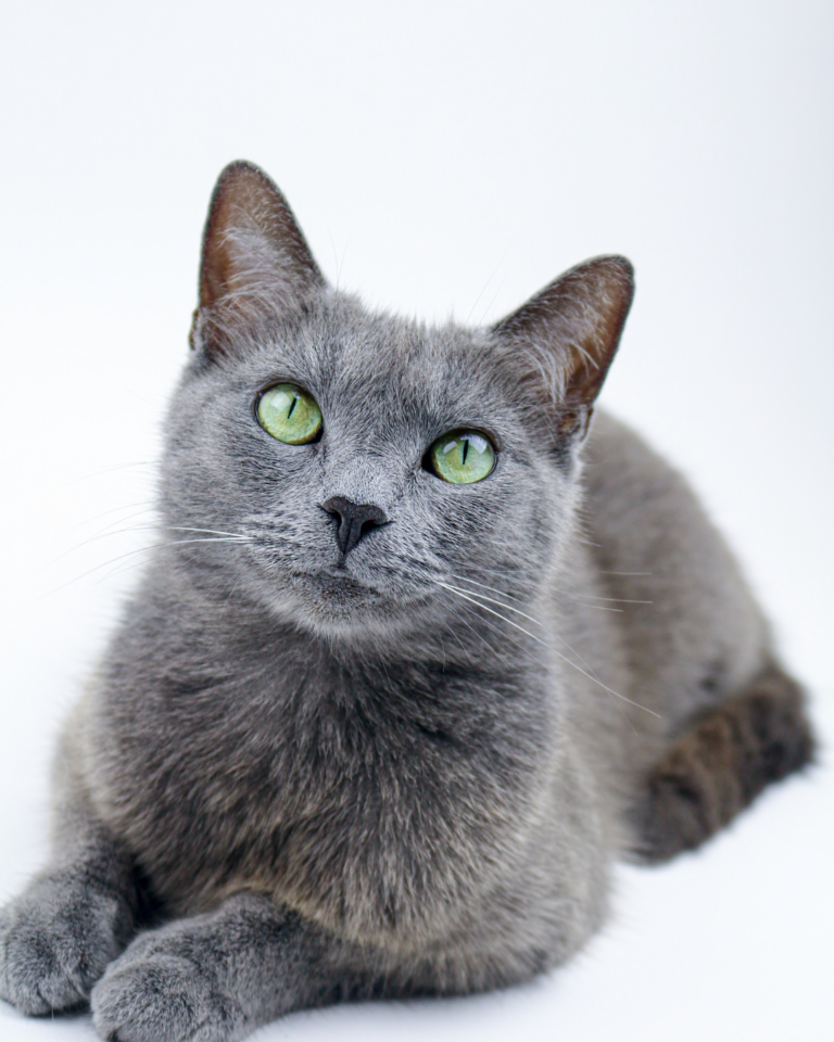 race chat hypoallerg&eacute;nique - conseil v&eacute;t&eacute;rinaire montferrier