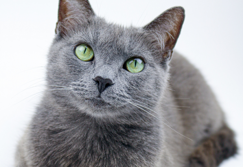 race chat hypoallergénique - conseil vétérinaire montferrier