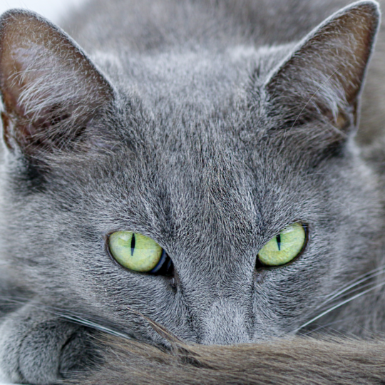 race chat hypoallerg&eacute;niques bleu russe - conseils v&eacute;to montferrier