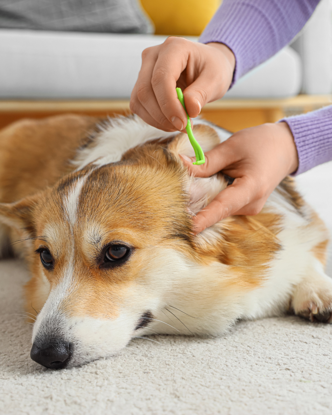 Parasites sur chien et chat - solution vétérinaire Triadou
