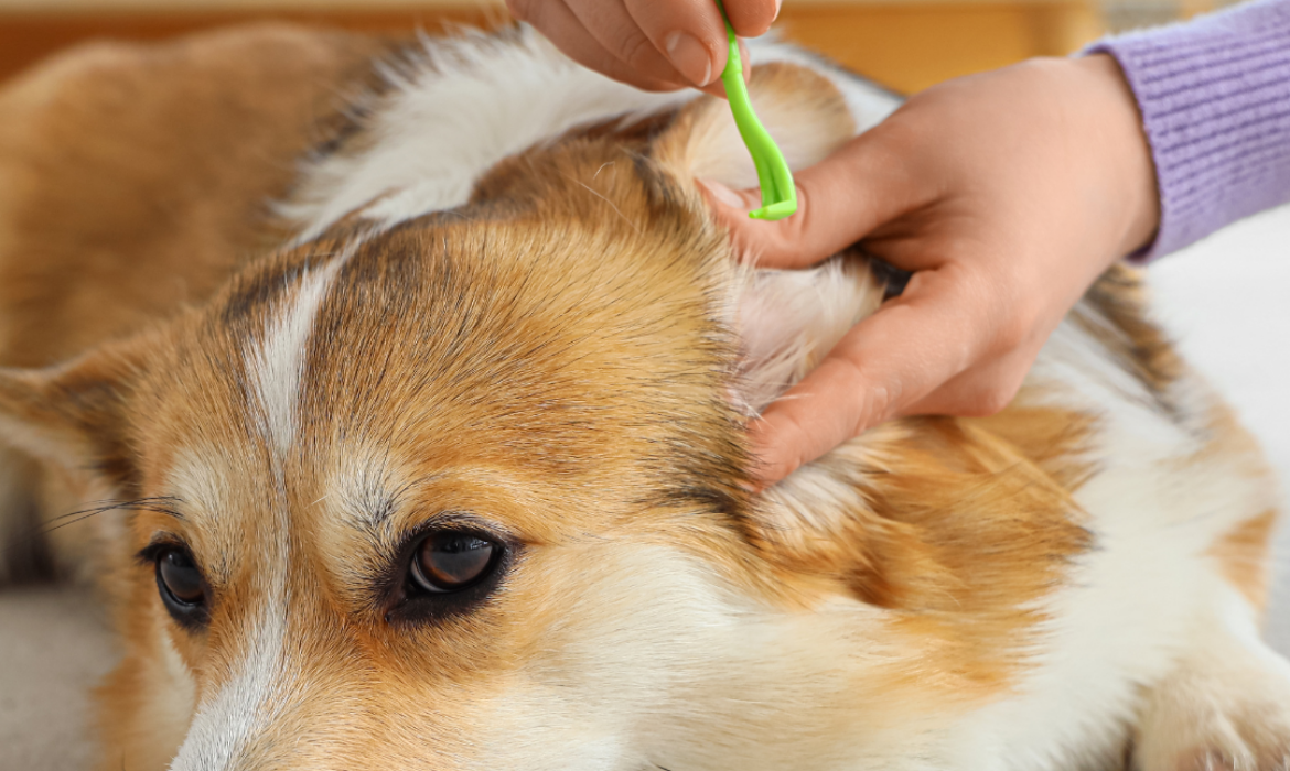 Parasites sur chien et chat - solution v&eacute;t&eacute;rinaire Triadou