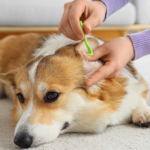 Parasites du chien et du chat