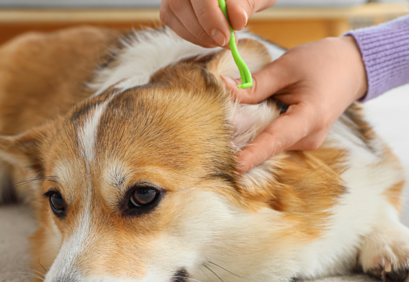 Parasites sur chien et chat - solution vétérinaire Triadou