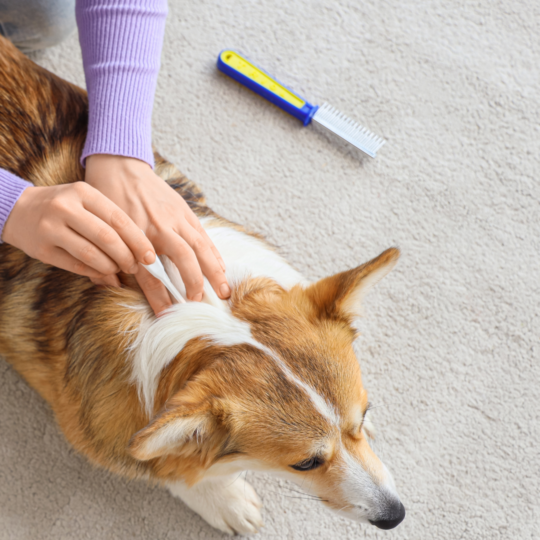 Traitement parasites chien et chat - Vétérinaire Triadou, Montpellier