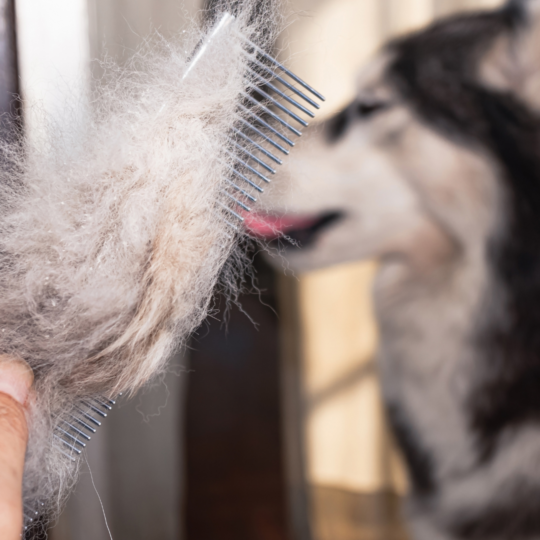 perte de poils chien - explications simple par une v&eacute;t&eacute;rinaire passionn&eacute;e