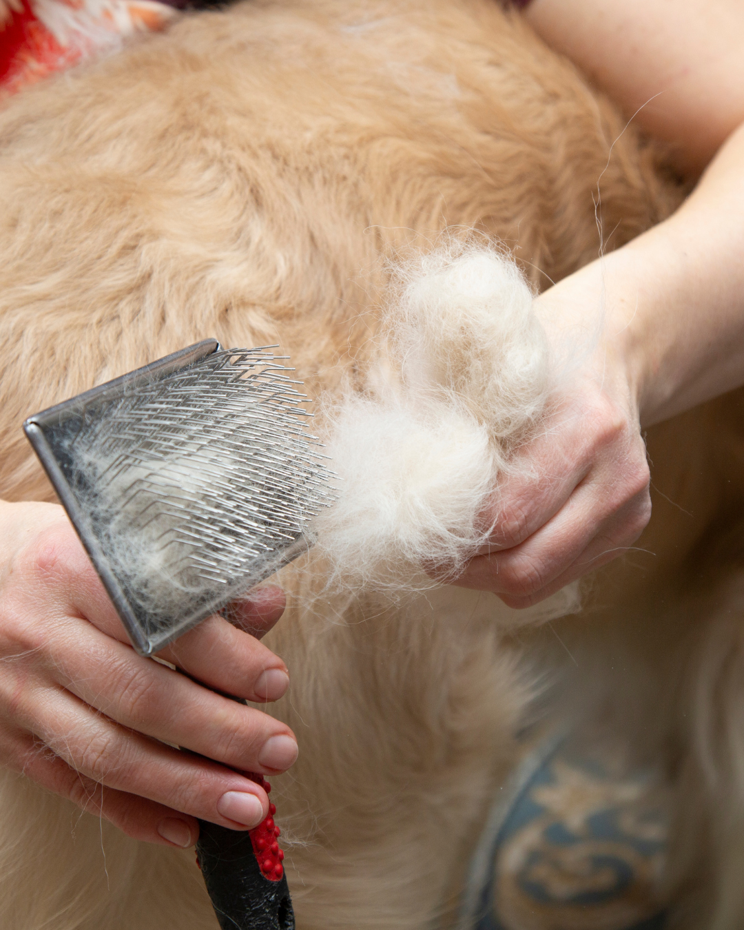 mon chien perds ses poils au printemps - Que faire ?