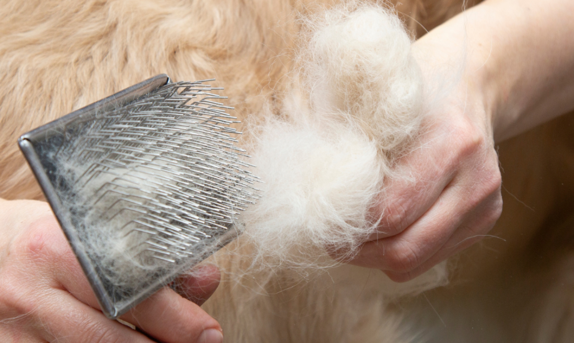 mon chien perds ses poils au printemps - Que faire ?