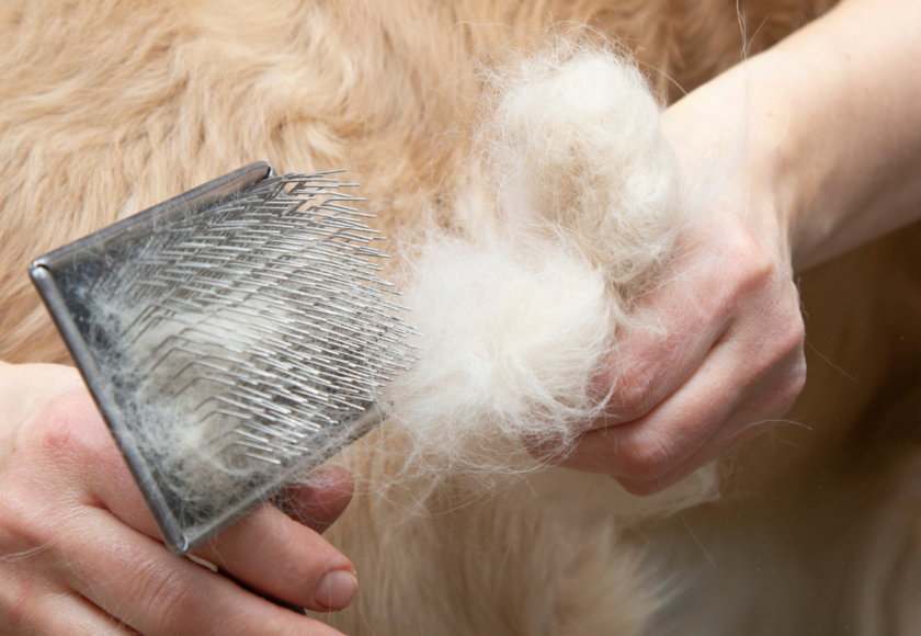 mon chien perds ses poils au printemps - Que faire ?