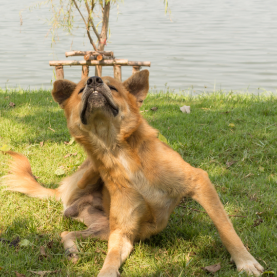Chien qui se gratte - Vétérinaire Nord de Montpellier