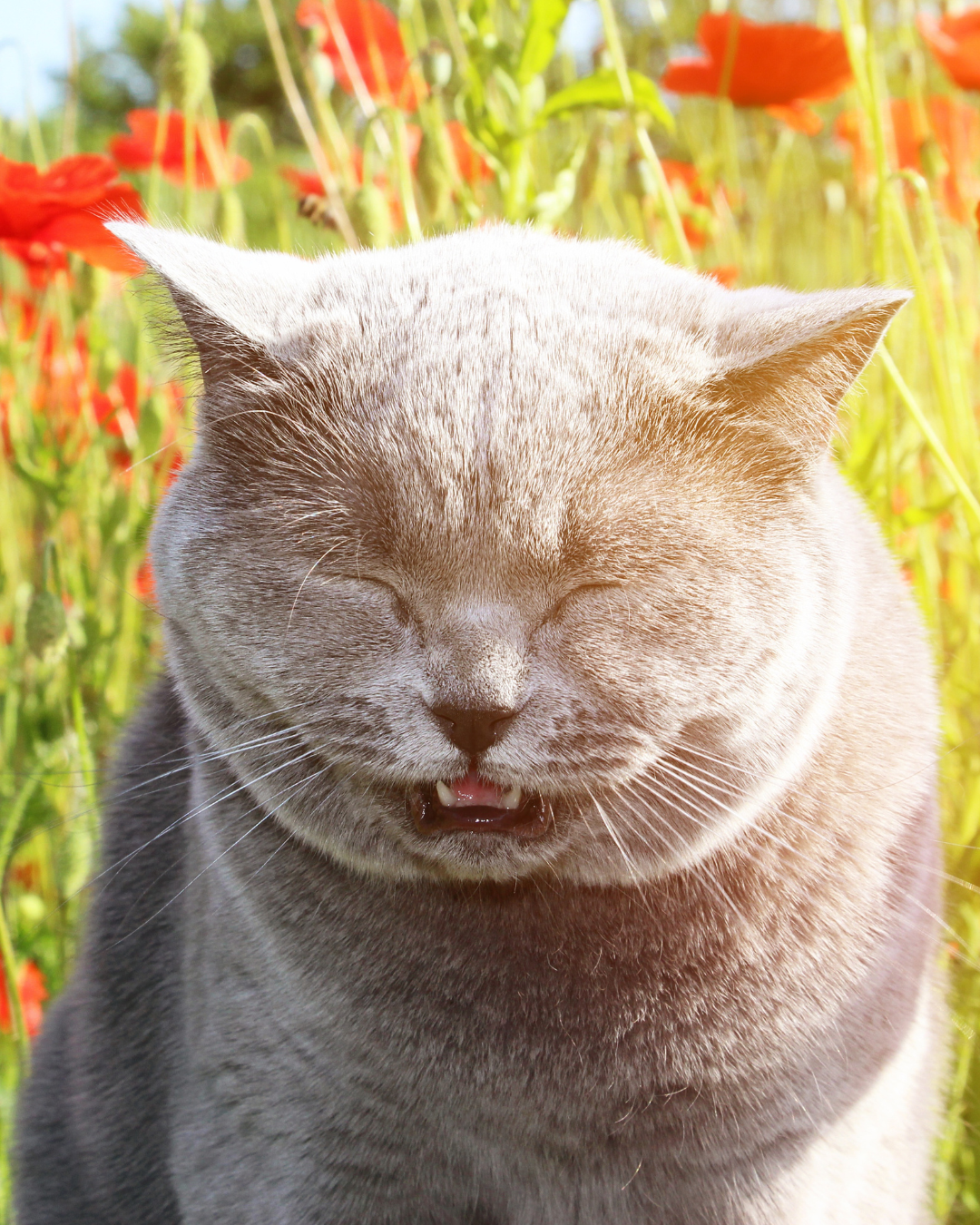 chat qui éternue - coryza félin - vétérinaire Montpellier