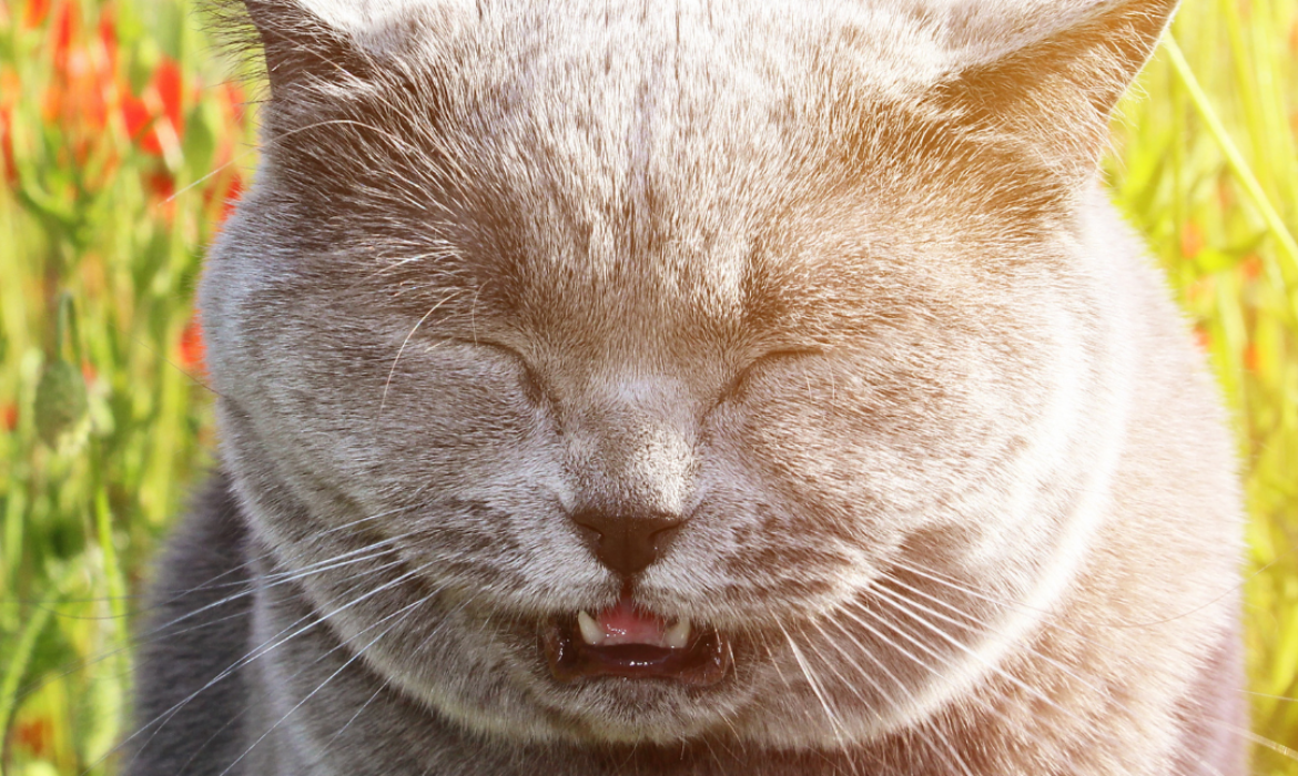 chat qui éternue - coryza f&eacute;lin - v&eacute;t&eacute;rinaire Montpellier