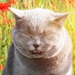 Mon chat éternue