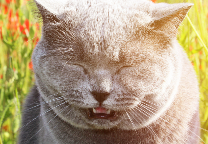 chat qui éternue - coryza félin - vétérinaire Montpellier