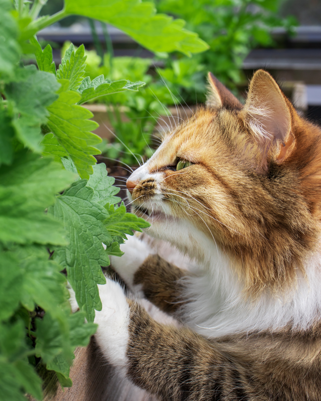 Liste des 10 plantes, plus toxique pour les chats - vétérinaire à domicile, nord de montpellier