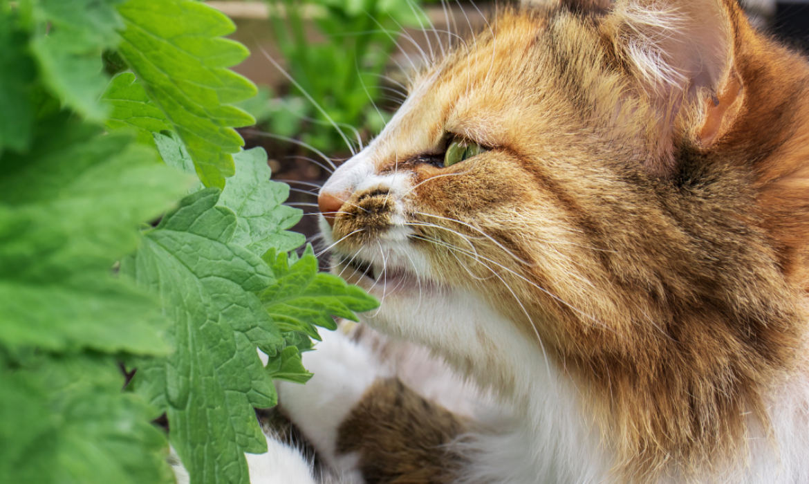 Liste des 10 plantes, plus toxique pour les chats - v&eacute;t&eacute;rinaire &agrave; domicile, nord de montpellier